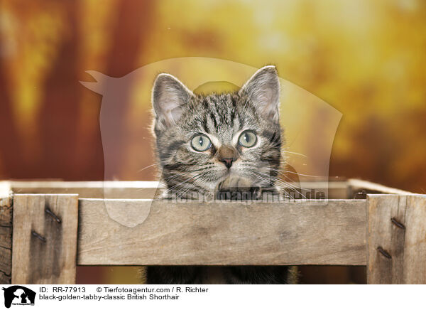black-golden-tabby-classic Britisch Kurzhaar / black-golden-tabby-classic British Shorthair / RR-77913