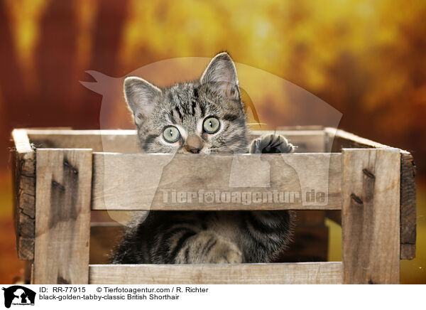 black-golden-tabby-classic Britisch Kurzhaar / black-golden-tabby-classic British Shorthair / RR-77915