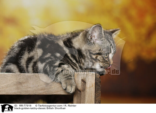 black-golden-tabby-classic Britisch Kurzhaar / black-golden-tabby-classic British Shorthair / RR-77918