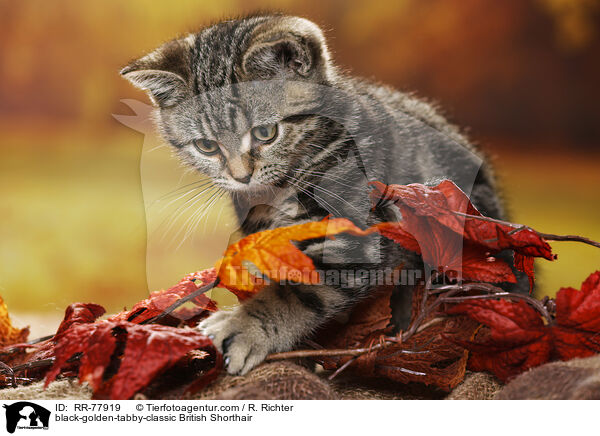 black-golden-tabby-classic Britisch Kurzhaar / black-golden-tabby-classic British Shorthair / RR-77919