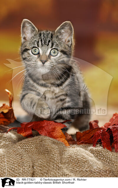 black-golden-tabby-classic Britisch Kurzhaar / black-golden-tabby-classic British Shorthair / RR-77921