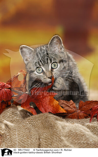 black-golden-tabby-classic Britisch Kurzhaar / black-golden-tabby-classic British Shorthair / RR-77922