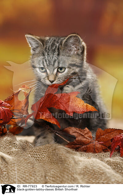 black-golden-tabby-classic Britisch Kurzhaar / black-golden-tabby-classic British Shorthair / RR-77923