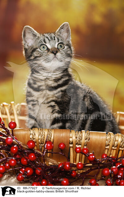 black-golden-tabby-classic Britisch Kurzhaar / black-golden-tabby-classic British Shorthair / RR-77927