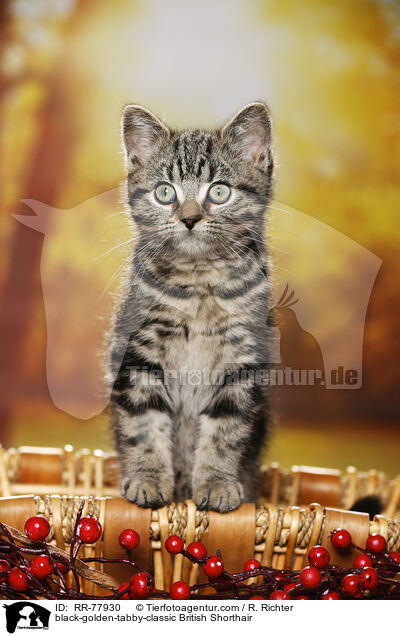 black-golden-tabby-classic Britisch Kurzhaar / black-golden-tabby-classic British Shorthair / RR-77930