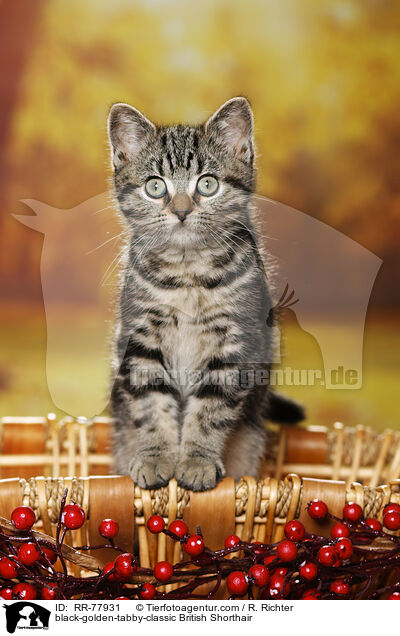 black-golden-tabby-classic Britisch Kurzhaar / black-golden-tabby-classic British Shorthair / RR-77931