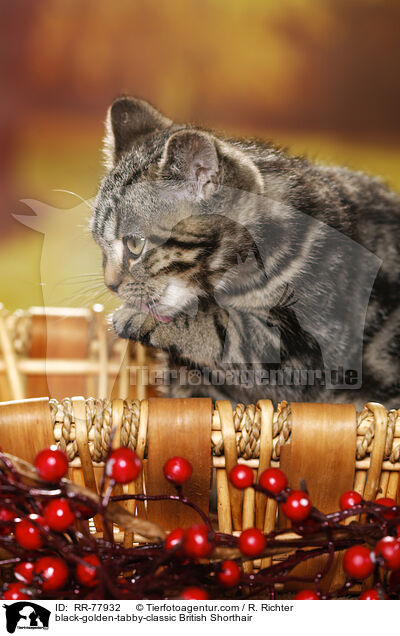 black-golden-tabby-classic Britisch Kurzhaar / black-golden-tabby-classic British Shorthair / RR-77932
