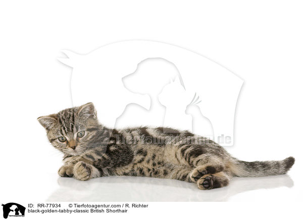 black-golden-tabby-classic Britisch Kurzhaar / black-golden-tabby-classic British Shorthair / RR-77934