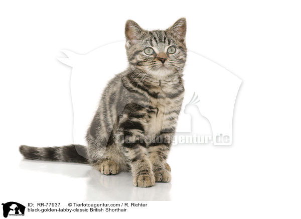 black-golden-tabby-classic Britisch Kurzhaar / black-golden-tabby-classic British Shorthair / RR-77937