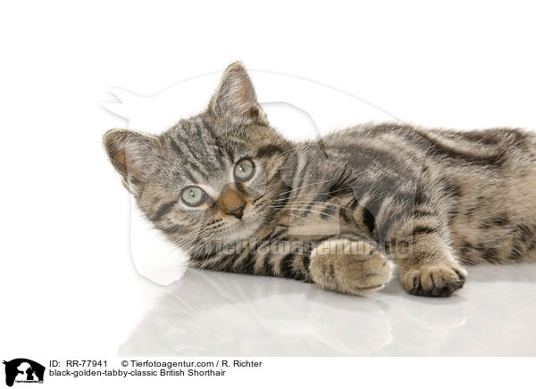 black-golden-tabby-classic Britisch Kurzhaar / black-golden-tabby-classic British Shorthair / RR-77941