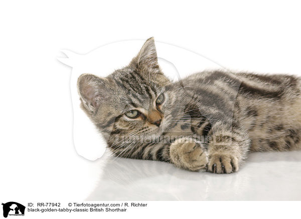 black-golden-tabby-classic Britisch Kurzhaar / black-golden-tabby-classic British Shorthair / RR-77942