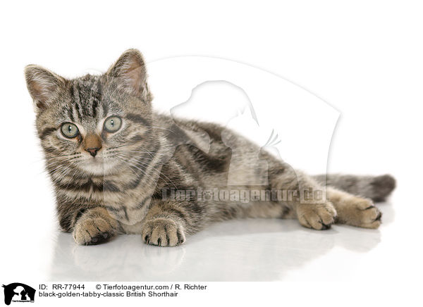 black-golden-tabby-classic Britisch Kurzhaar / black-golden-tabby-classic British Shorthair / RR-77944