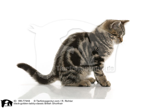 black-golden-tabby-classic Britisch Kurzhaar / black-golden-tabby-classic British Shorthair / RR-77948