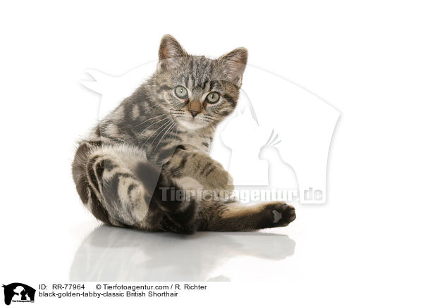 black-golden-tabby-classic Britisch Kurzhaar / black-golden-tabby-classic British Shorthair / RR-77964