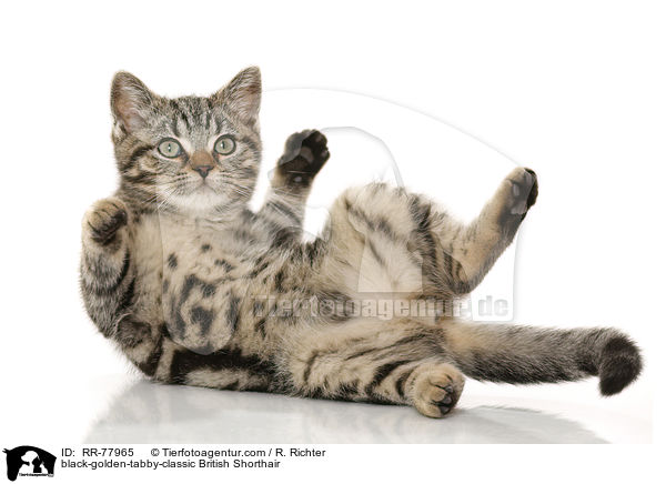 black-golden-tabby-classic Britisch Kurzhaar / black-golden-tabby-classic British Shorthair / RR-77965