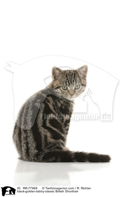 black-golden-tabby-classic Britisch Kurzhaar / black-golden-tabby-classic British Shorthair / RR-77968