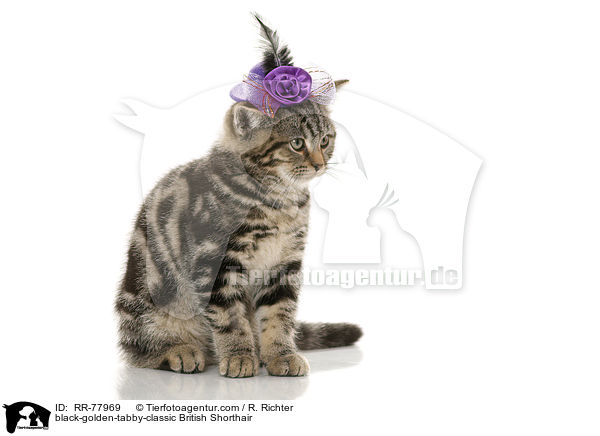 black-golden-tabby-classic Britisch Kurzhaar / black-golden-tabby-classic British Shorthair / RR-77969