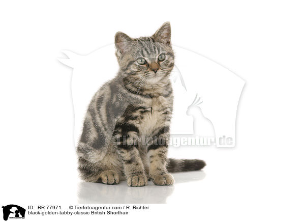 black-golden-tabby-classic Britisch Kurzhaar / black-golden-tabby-classic British Shorthair / RR-77971