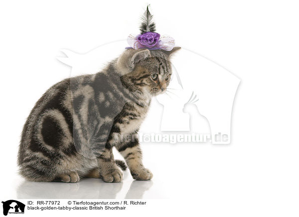 black-golden-tabby-classic Britisch Kurzhaar / black-golden-tabby-classic British Shorthair / RR-77972