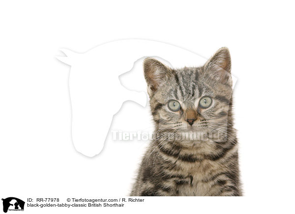 black-golden-tabby-classic Britisch Kurzhaar / black-golden-tabby-classic British Shorthair / RR-77978
