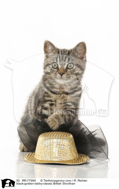 black-golden-tabby-classic Britisch Kurzhaar / black-golden-tabby-classic British Shorthair / RR-77980