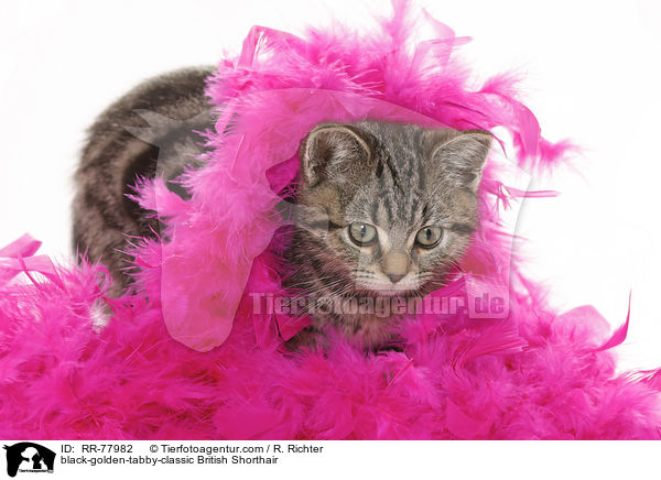 black-golden-tabby-classic Britisch Kurzhaar / black-golden-tabby-classic British Shorthair / RR-77982