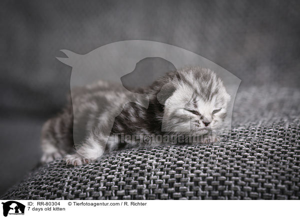 7 Tage altes Ktzchen / 7 days old kitten / RR-80304