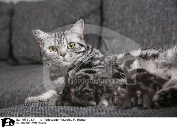 Katzenmutter mit Ktzchen / cat mother with kittens / RR-80331