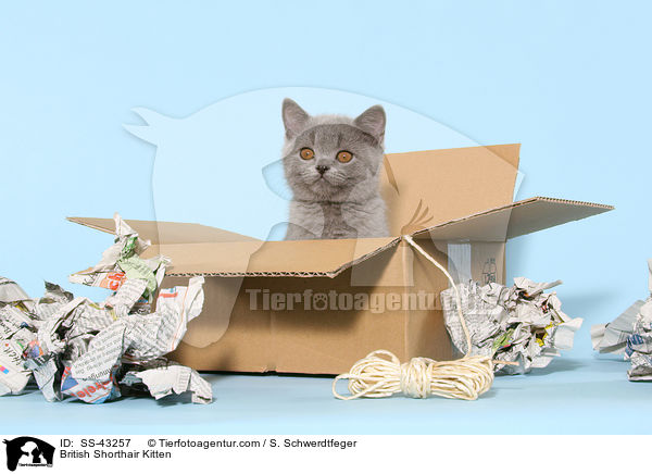 Britisch Kurzhaar Ktzchen / British Shorthair Kitten / SS-43257