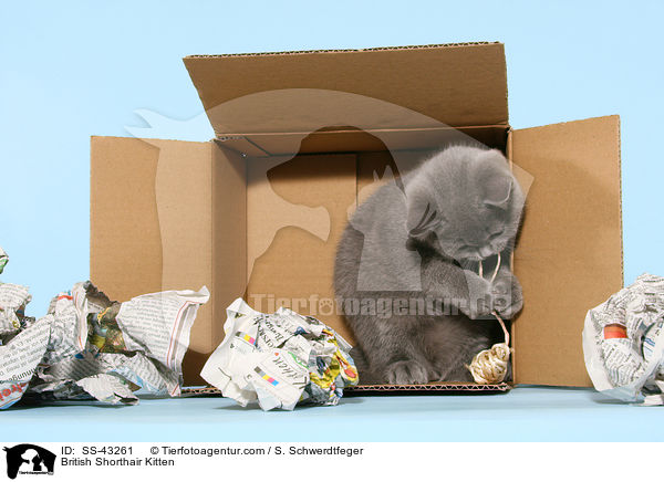 Britisch Kurzhaar Ktzchen / British Shorthair Kitten / SS-43261