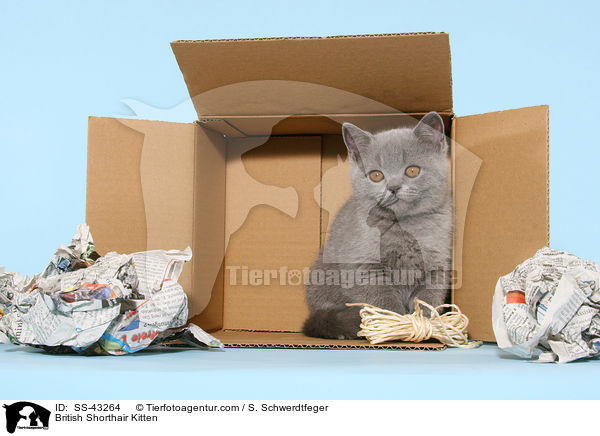 Britisch Kurzhaar Ktzchen / British Shorthair Kitten / SS-43264