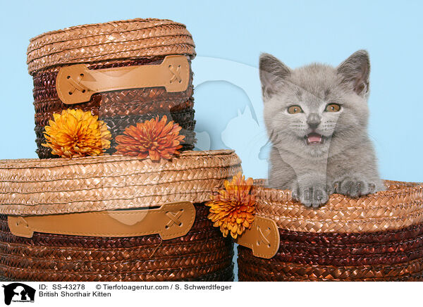 Britisch Kurzhaar Ktzchen / British Shorthair Kitten / SS-43278