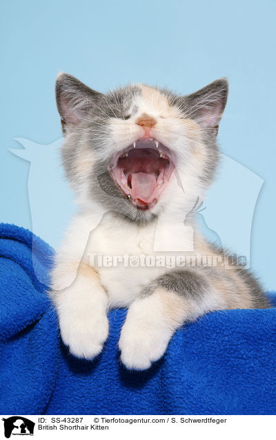 Britisch Kurzhaar Ktzchen / British Shorthair Kitten / SS-43287