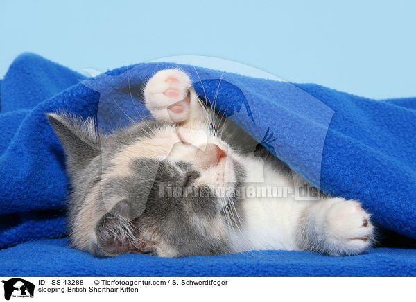 schlafendes Britisch Kurzhaar Ktzchen / sleeping British Shorthair Kitten / SS-43288