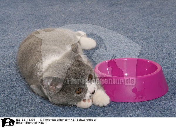 Britisch Kurzhaar Ktzchen / British Shorthair Kitten / SS-43308