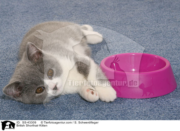 Britisch Kurzhaar Ktzchen / British Shorthair Kitten / SS-43309