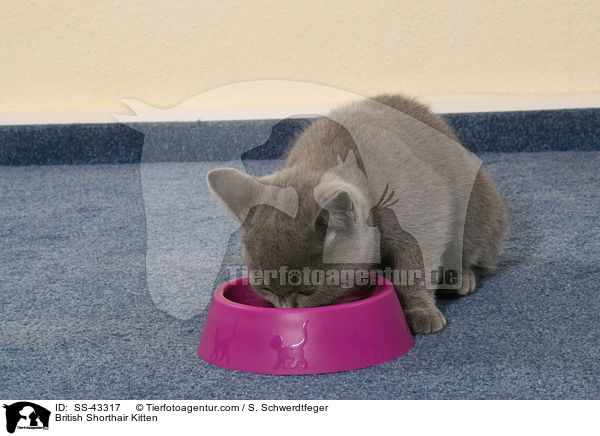 Britisch Kurzhaar Ktzchen / British Shorthair Kitten / SS-43317