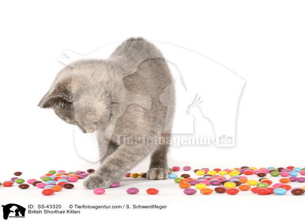 Britisch Kurzhaar Ktzchen / British Shorthair Kitten / SS-43320