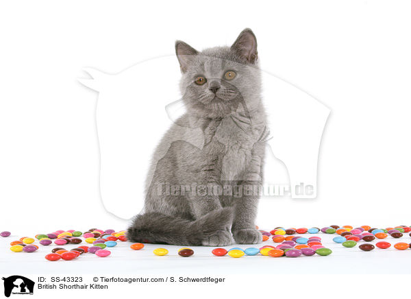 Britisch Kurzhaar Ktzchen / British Shorthair Kitten / SS-43323