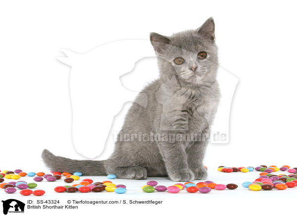 Britisch Kurzhaar Ktzchen / British Shorthair Kitten / SS-43324