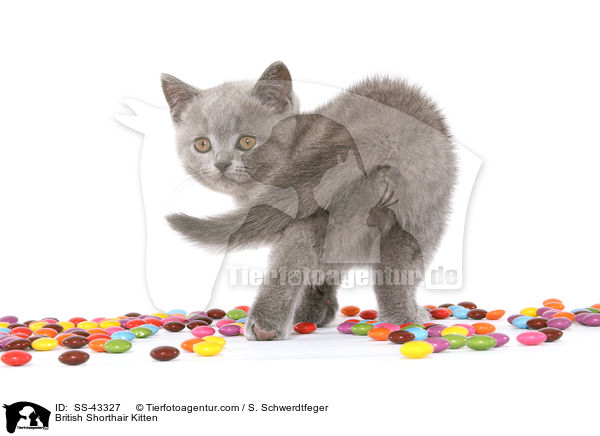 Britisch Kurzhaar Ktzchen / British Shorthair Kitten / SS-43327