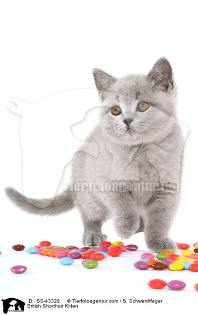 Britisch Kurzhaar Ktzchen / British Shorthair Kitten / SS-43329