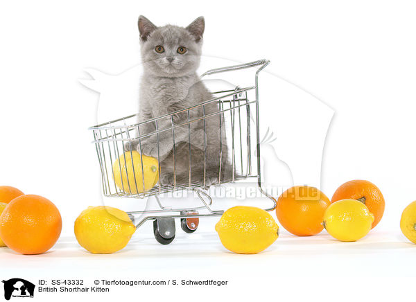 Britisch Kurzhaar Ktzchen / British Shorthair Kitten / SS-43332