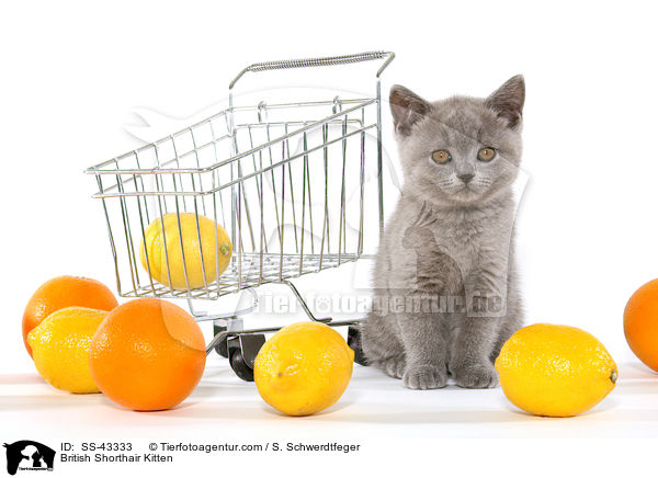 Britisch Kurzhaar Ktzchen / British Shorthair Kitten / SS-43333