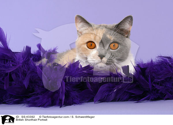 Britisch Kurzhaar Portrait / British Shorthair Portrait / SS-43392
