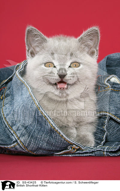 Britisch Kurzhaar Ktzchen / British Shorthair Kitten / SS-43425