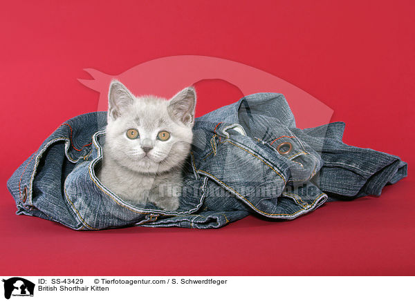 Britisch Kurzhaar Kätzchen / British Shorthair Kitten / SS-43429