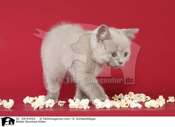 Britisch Kurzhaar Ktzchen / British Shorthair Kitten / SS-43442