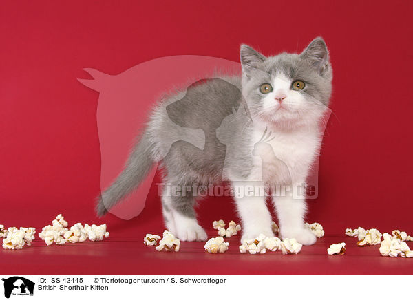 Britisch Kurzhaar Ktzchen / British Shorthair Kitten / SS-43445