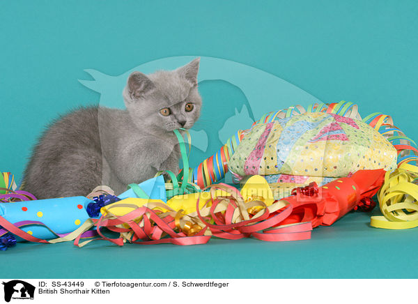 Britisch Kurzhaar Ktzchen / British Shorthair Kitten / SS-43449
